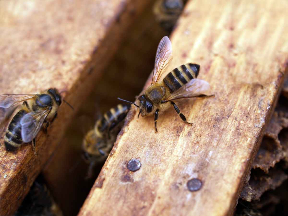 Sweeten Your Life and Save the World: Why You Should Have Bees on Your&nbsp;Homestead