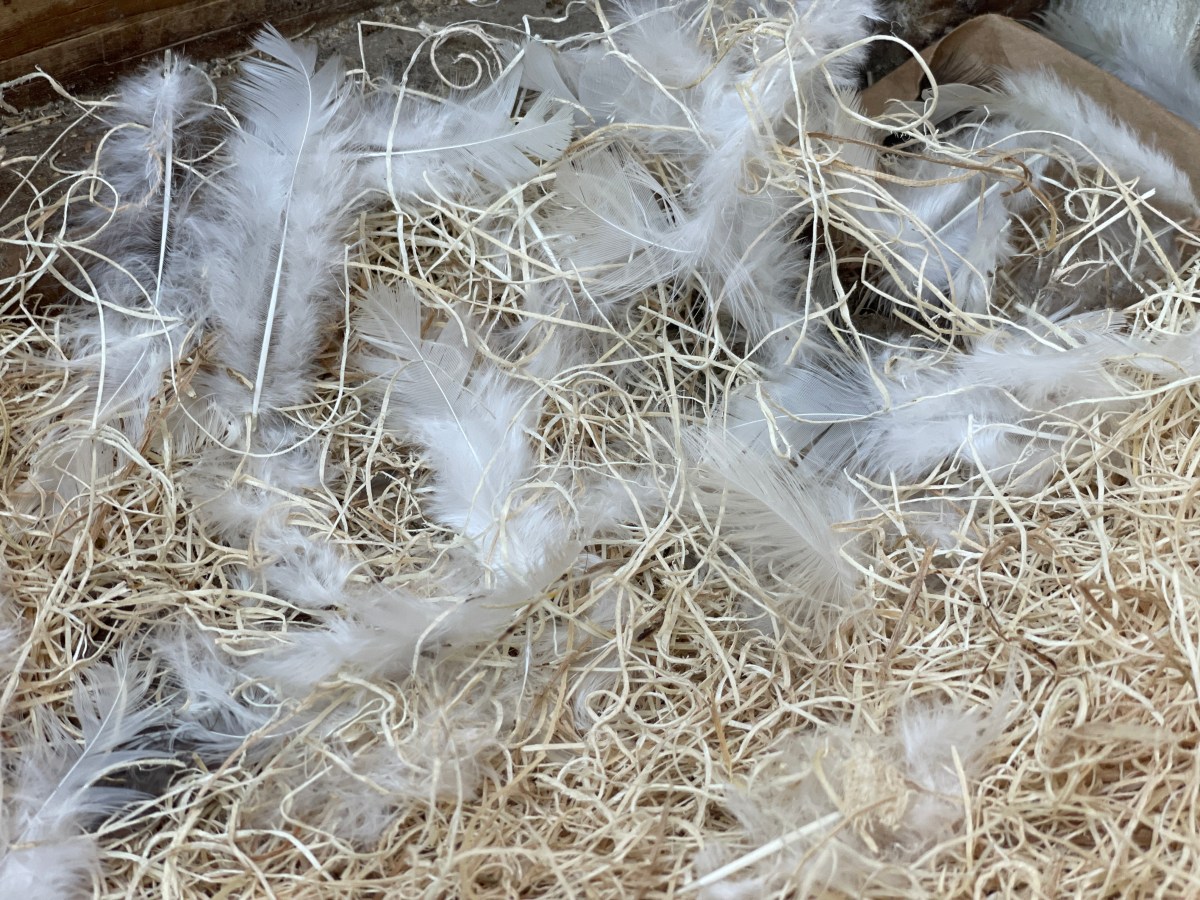 Why Chickens Molt and How to Help Them&nbsp;Through